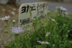 yonaguniisonogiku.JPG - 500,181BYTES